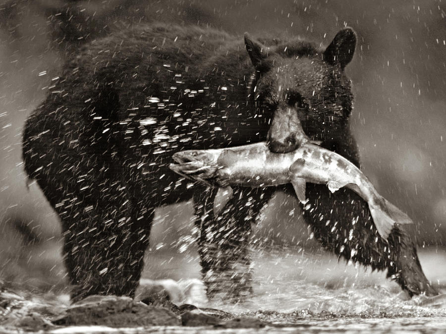 Black bear with Salmon, Sepia Photograph by Tim Fitzharris