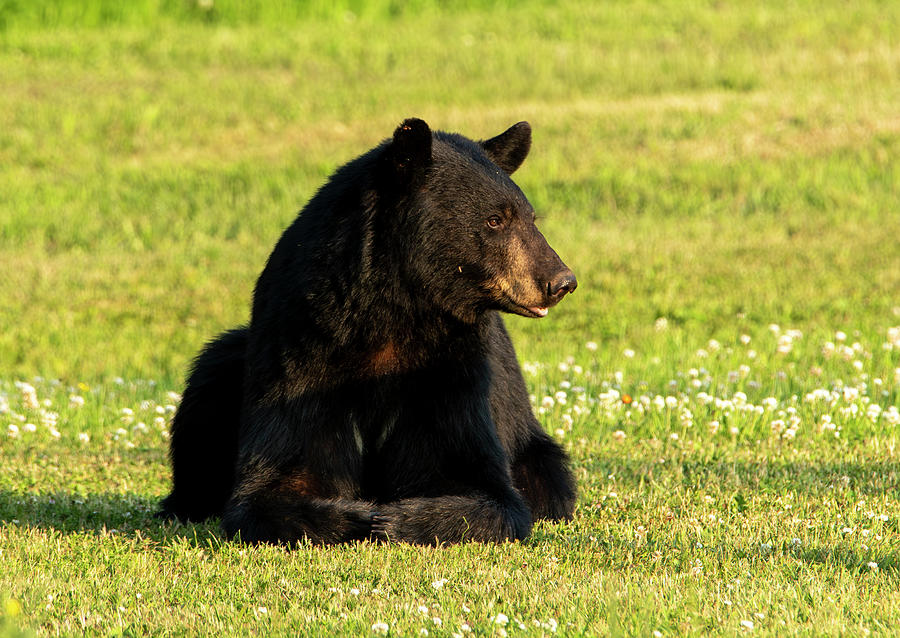 Black Bear Yearling Cub Photograph by Sandra Js