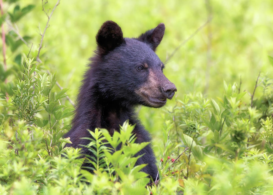 Black Bear Yearling - Great Smoky Mountains Photograph by Susan Rissi Tregoning
