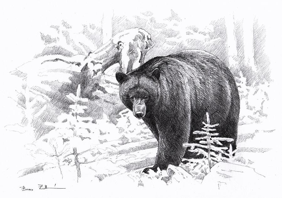 Black Bear Drawings