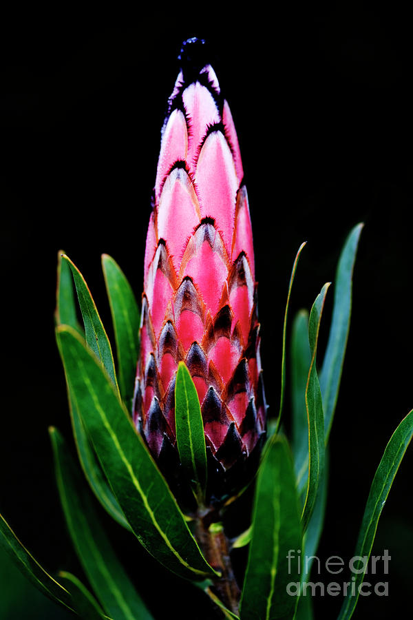 Black-bearded Protea flower on black Photograph by Neil Overy - Fine ...