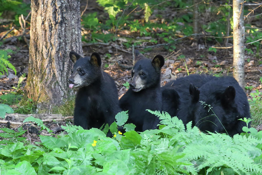Black Bears Photograph by Brook Burling