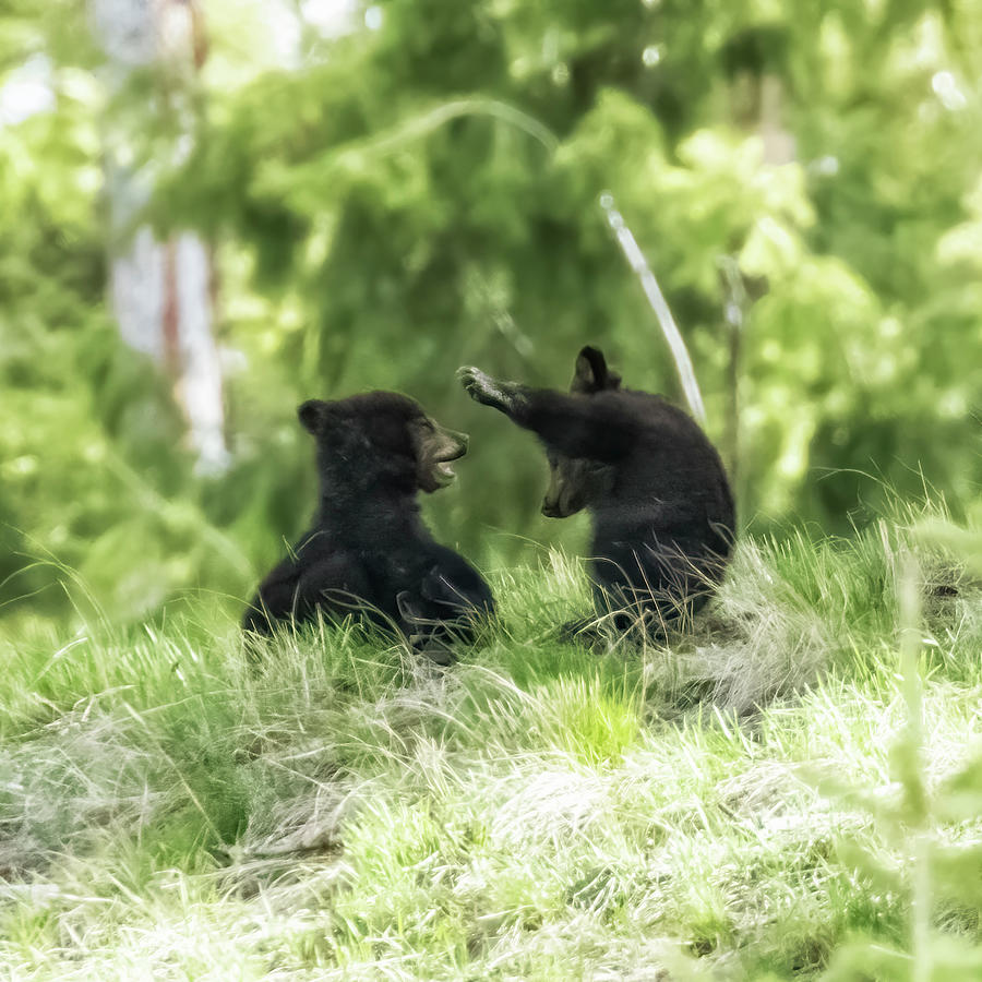 Black Bears Coys Play, No. 1 Photograph by Belinda Greb