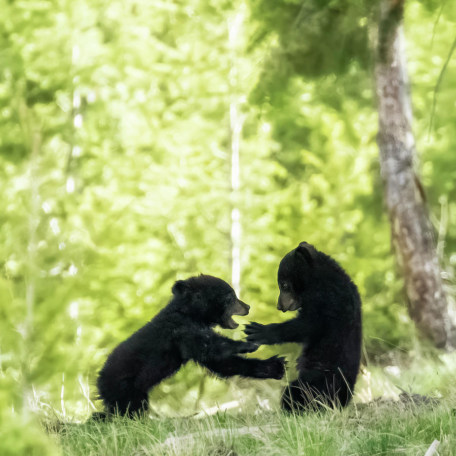 Black Bears Coys Play, No. 3 Photograph by Belinda Greb