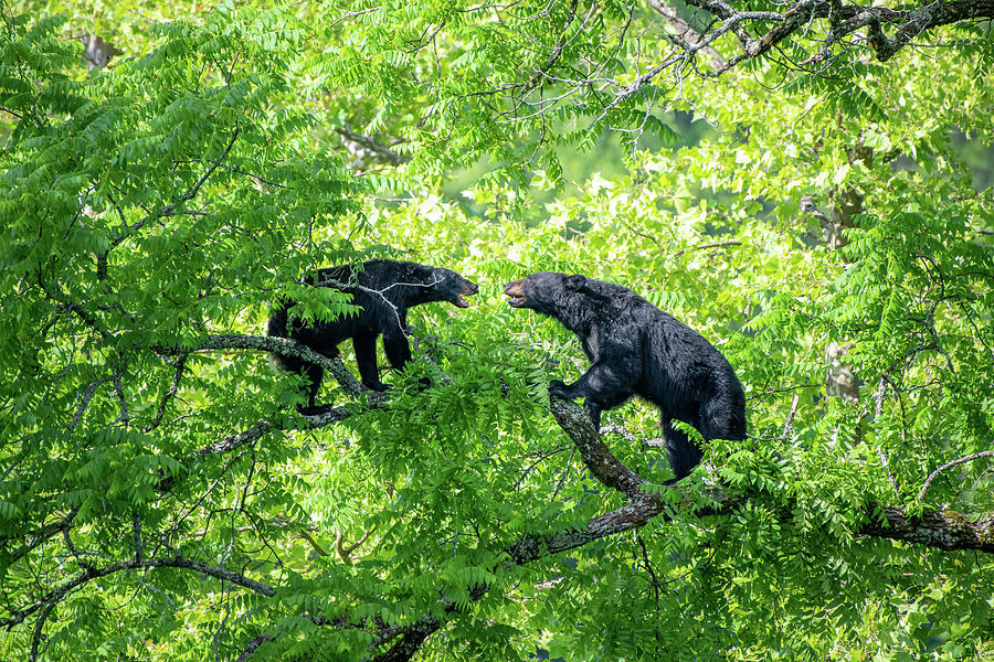 Black Bears in Cades Cove Photograph by Robert J Wagner