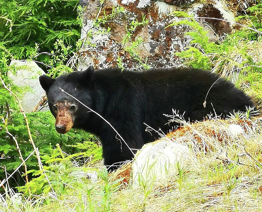 Black Bears of Canada Photograph by James Cousineau