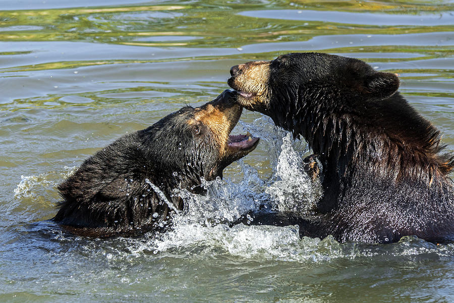 Black Bears Play Fighting in Lake Photograph by Arterra Picture Library