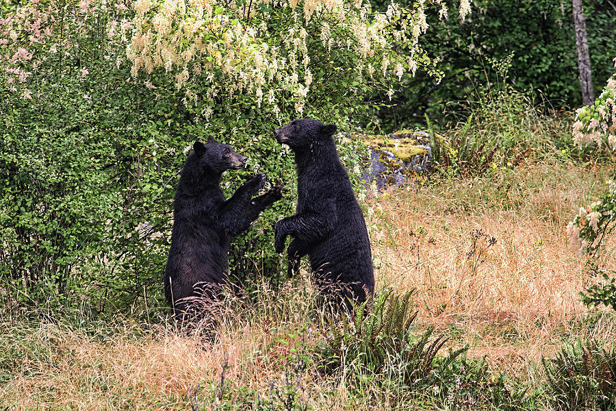 Black Bears Playing Photograph by Peggy Collins