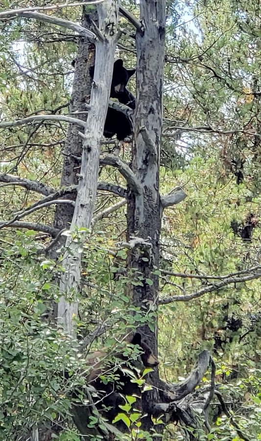 Black Bears Photograph by Sandie Keyser - Fine Art America