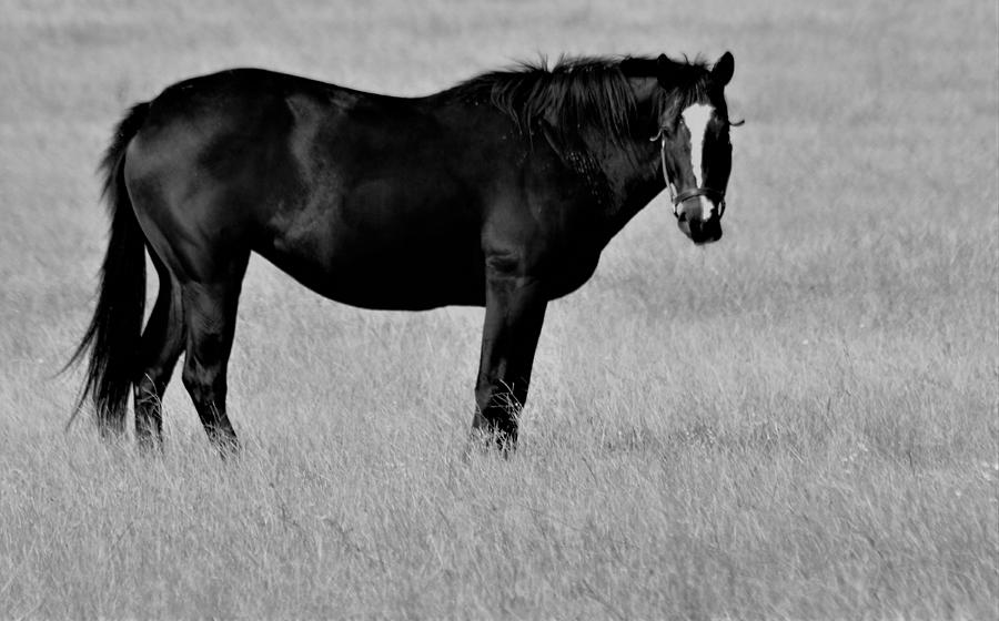 Black Beauty in Black and White Photograph by Warren Thompson