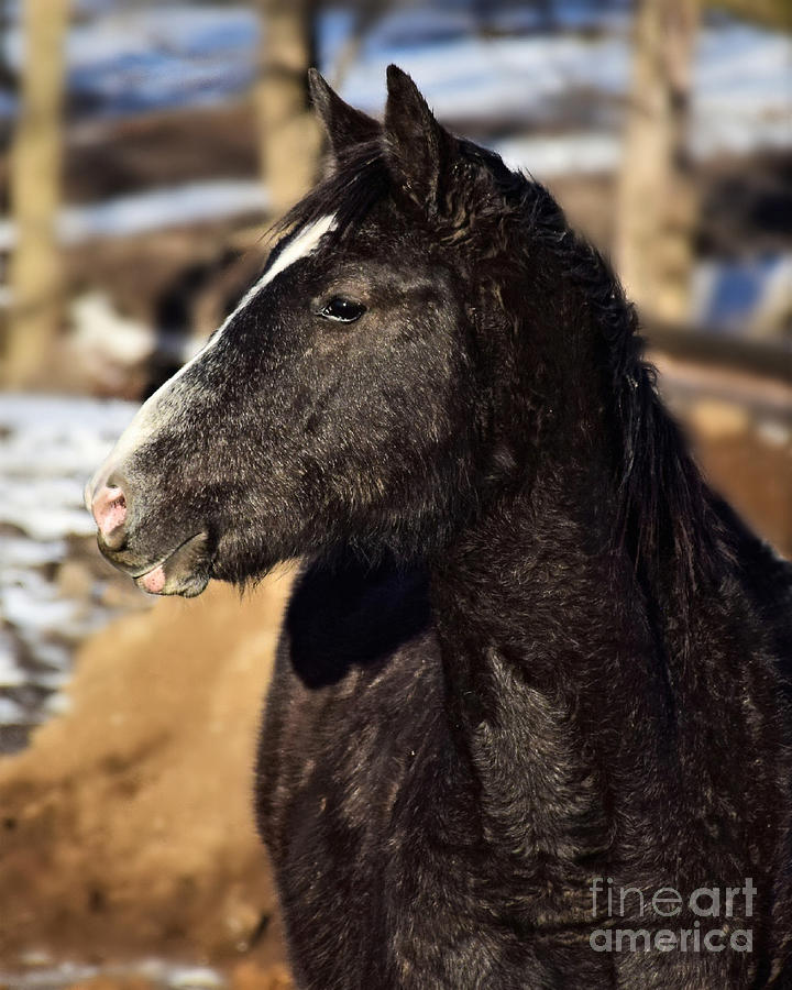Black Beauty Photograph by Kathy M Krause