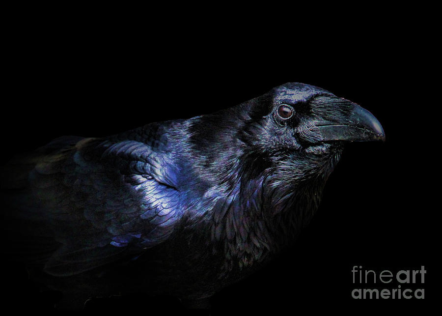 Black Beauty Raven Photograph by Stephanie Laird