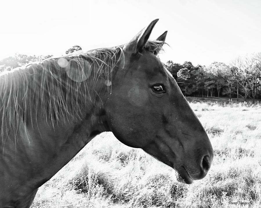 Black Beauty by Wesley Nesbitt Black Beauty by Wesley Nesbitt