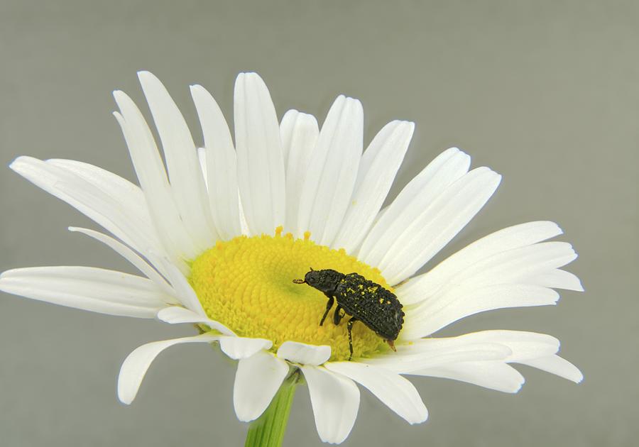 Black Beetle On Spring Daisy Photograph