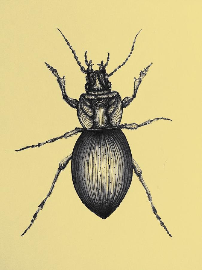 black beetle insect drawing