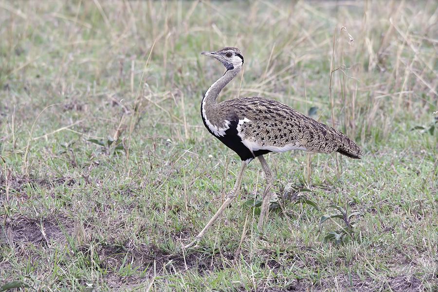 Black Bellied Bustard in the Mara Photograph by Debbie Blackman - Fine ...