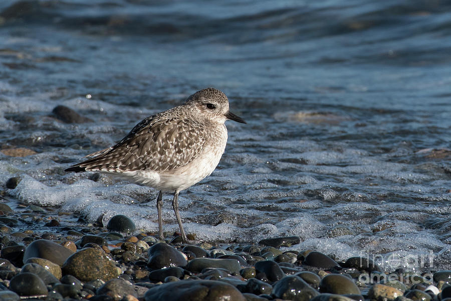 Black-bellied Plover and Seafoam Photograph by Nancy Gleason
