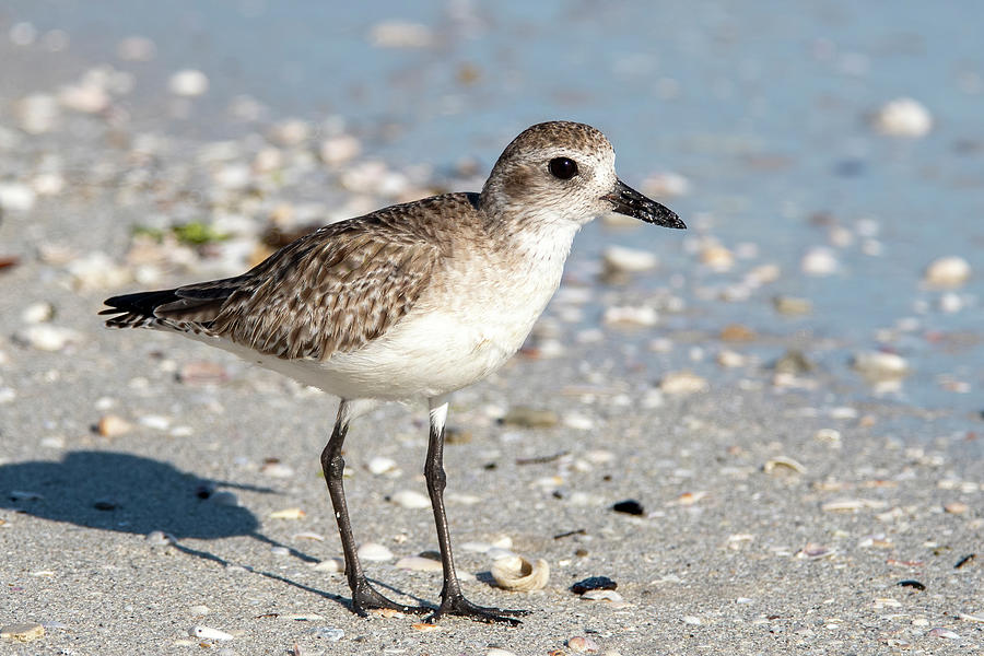 Black-bellied Plover at the Shore Photograph by Bradford Martin