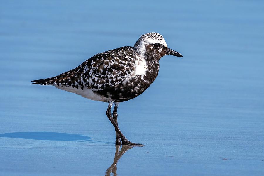 Black-Bellied Plover in Wet Sand Photograph by Bradford Martin