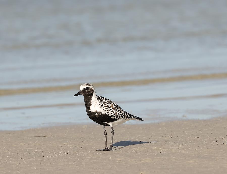 Black Bellied Plover Photograph by Mingming Jiang