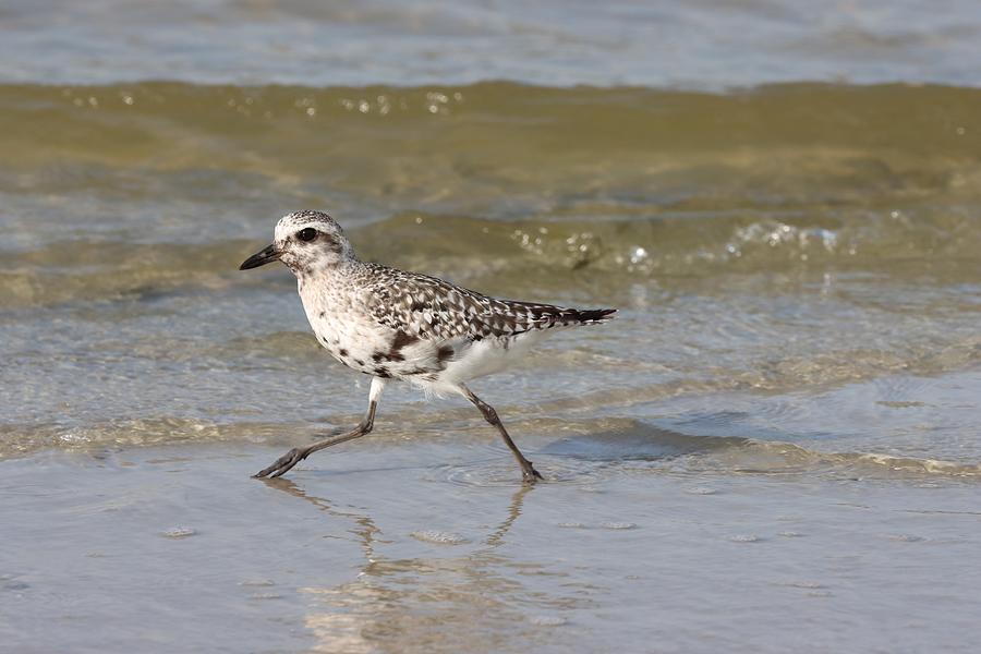 Black-bellied Plover Molting Adult Photograph by Mingming Jiang