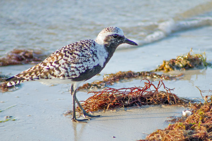 Black-bellied Plover Photograph by Nautical Chartworks