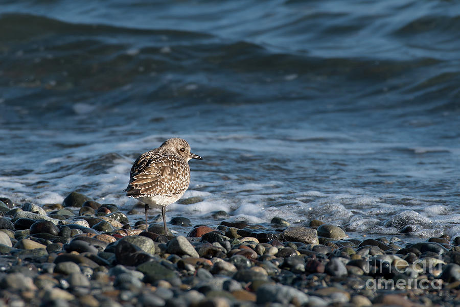 Winter Photograph - Black-bellied Plover on Pebbles by Nancy Gleason