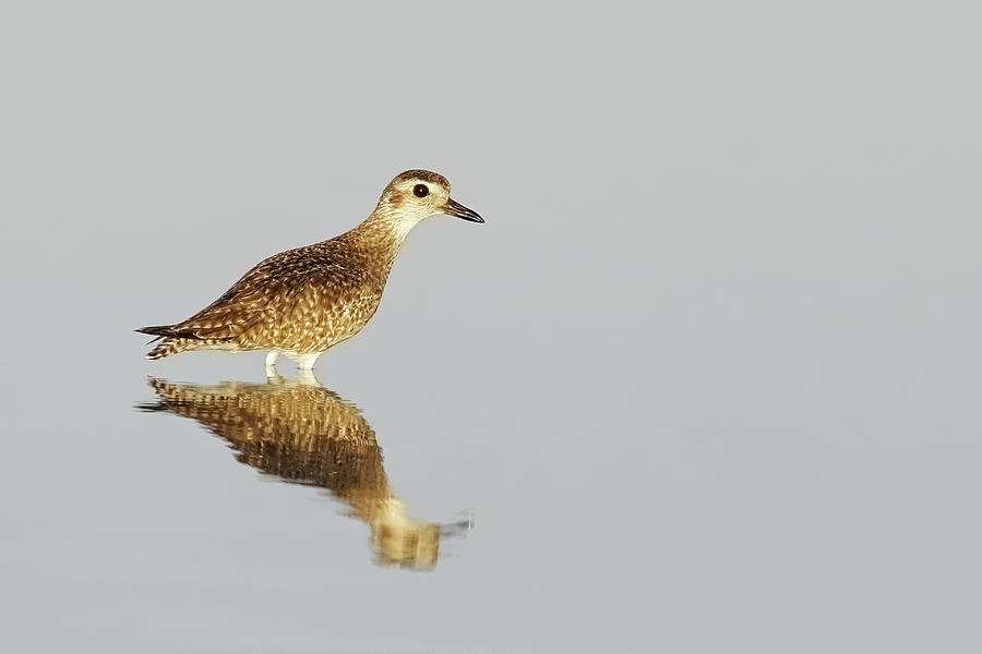 Black-bellied Plover Reflection Photograph