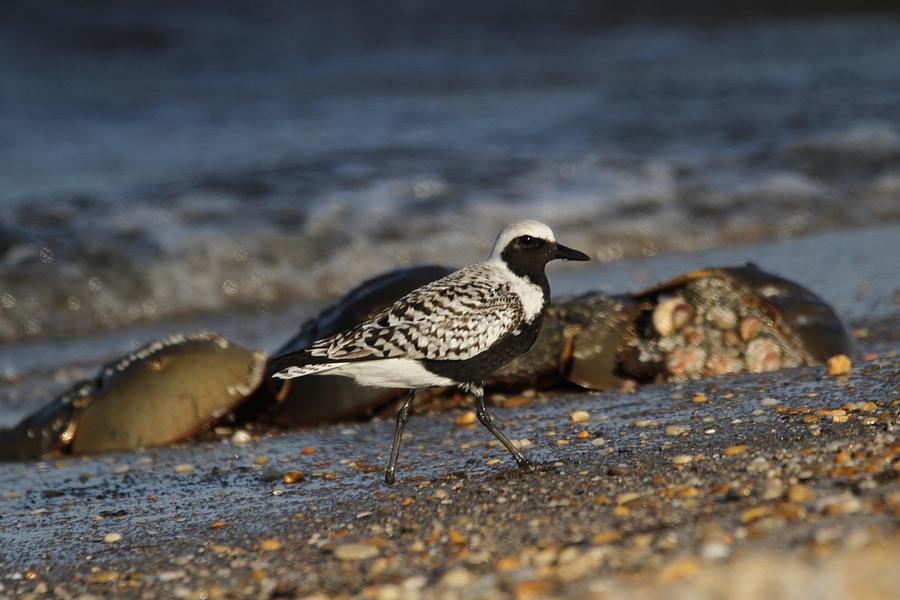 Nature Photograph - Black Bellied Plover by Stacey Steinberg