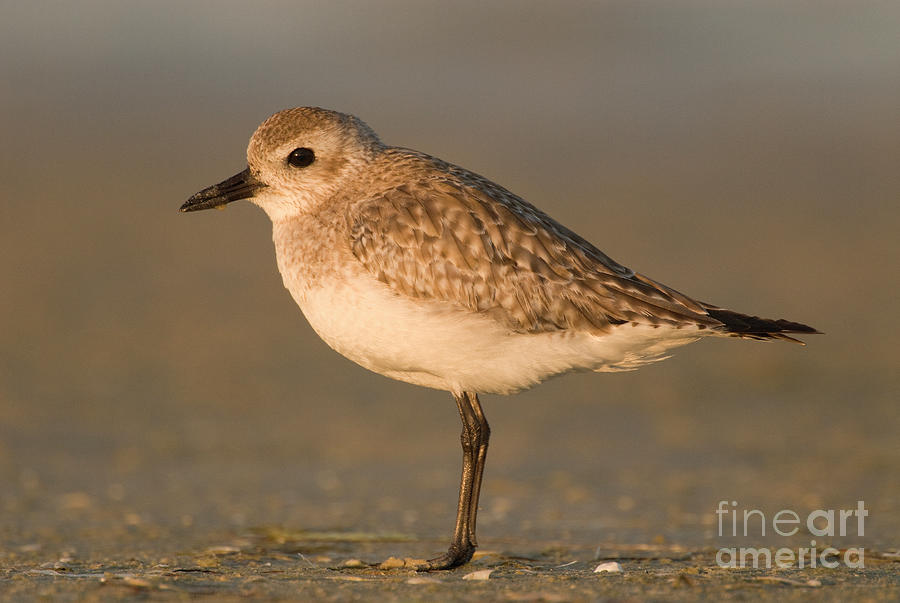 Black-bellied Plover Photograph by Steve Gettle