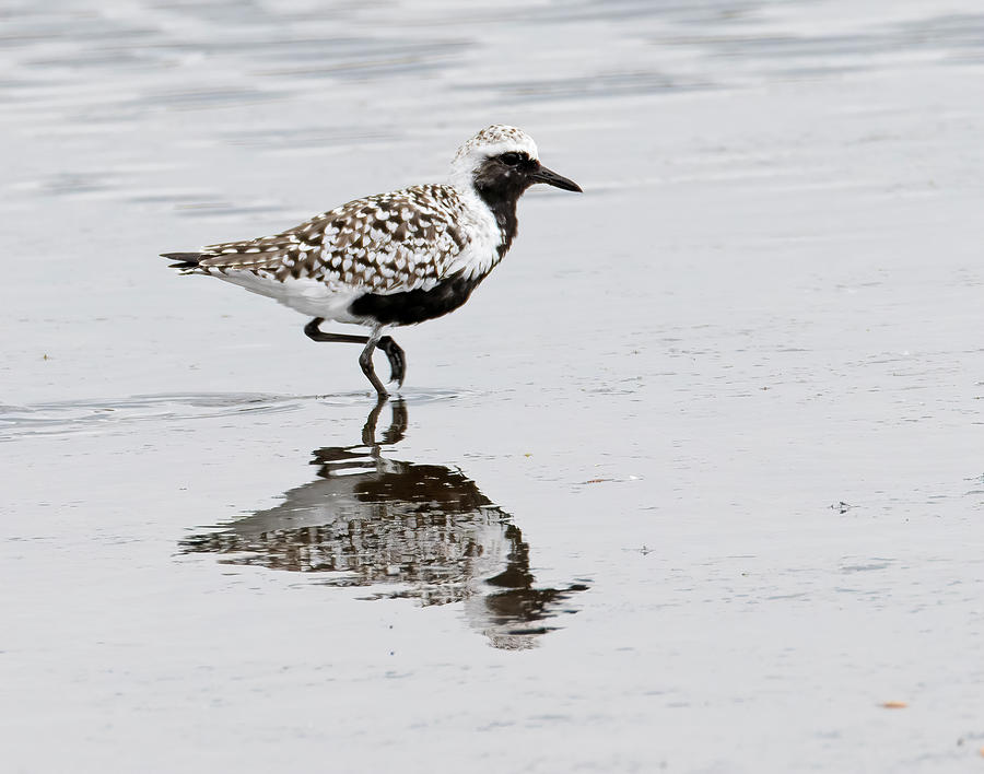 Black Bellied Plover Photograph by Wade Aiken