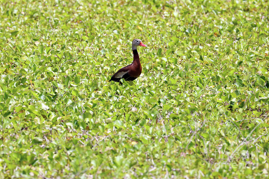 Black-bellied Whistling Duck  1592 Photograph by Jack Schultz