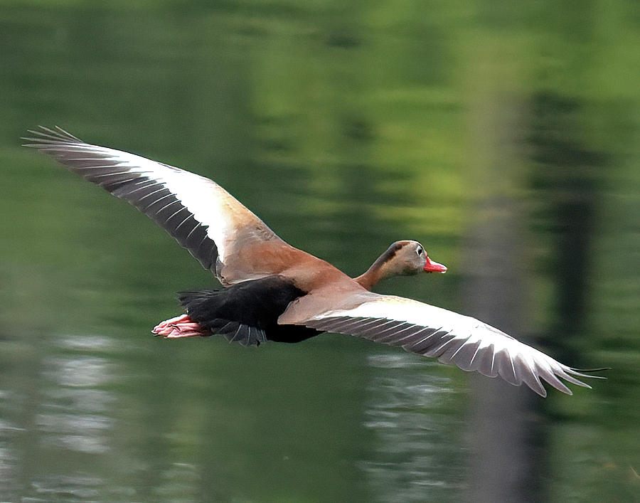Black Bellied Whistling Duck Aloft Photograph by Jerry Griffin