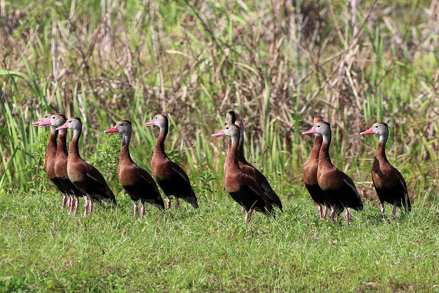 Black Bellied Whistling Duck Florida Photograph by Bob Savage