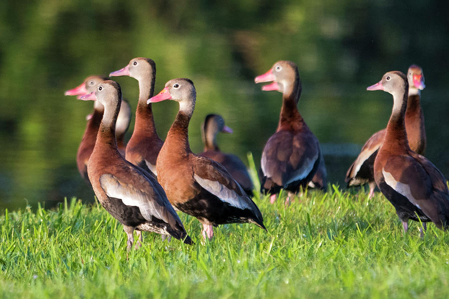 Black-bellied Whistling Duck Gathering Photograph by Bradford Martin
