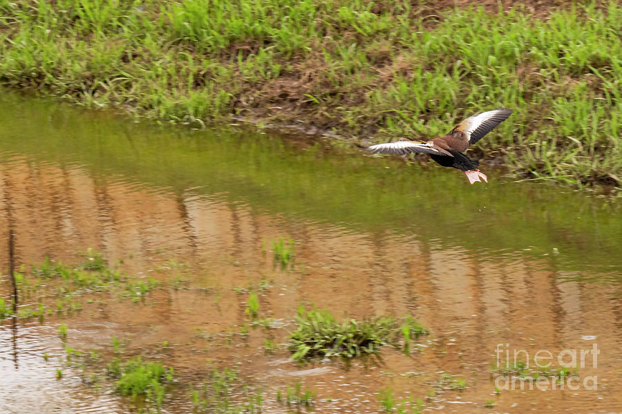Black Bellied Whistling Duck in Flight Photograph by Bob Phillips