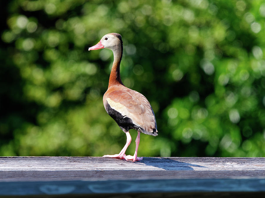 Black-bellied Whistling Duck Photograph