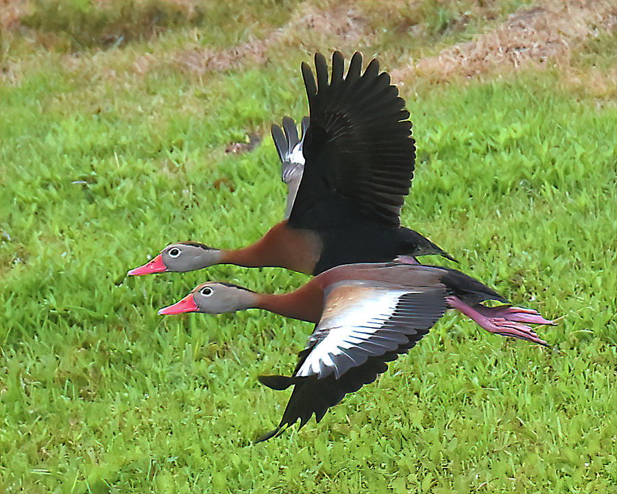 Black Bellied Whistling Duck Pair Flight Photograph by Jerry Griffin