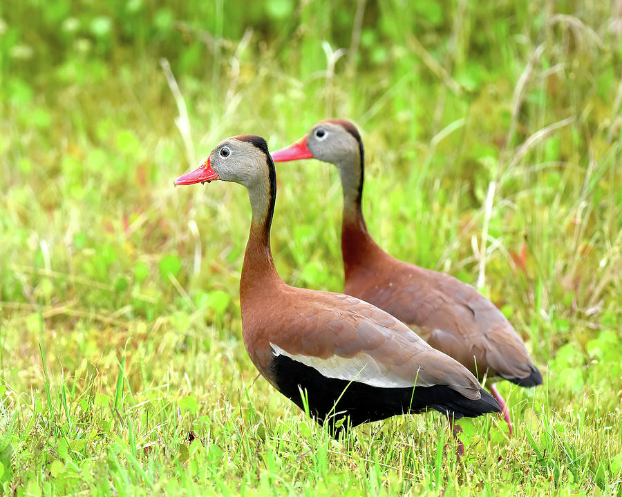 Black Bellied Whistling Duck Pair Photograph by Jerry Griffin