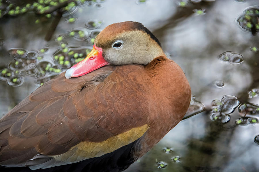 Black Bellied Whistling Duck Photograph by Pamela Williams