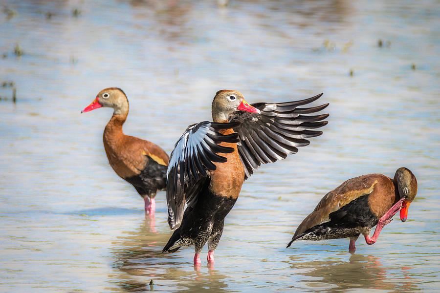 Black-bellied Whistling-Duck Trio Photograph by Debra Martz