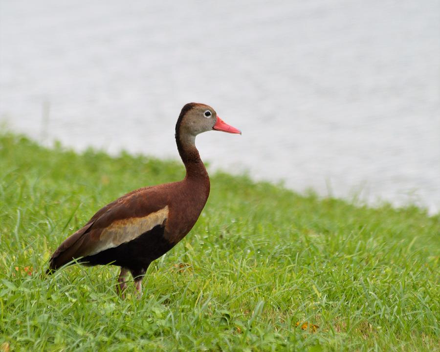 Black Bellied Whistling Duck Photograph by Warren Thompson