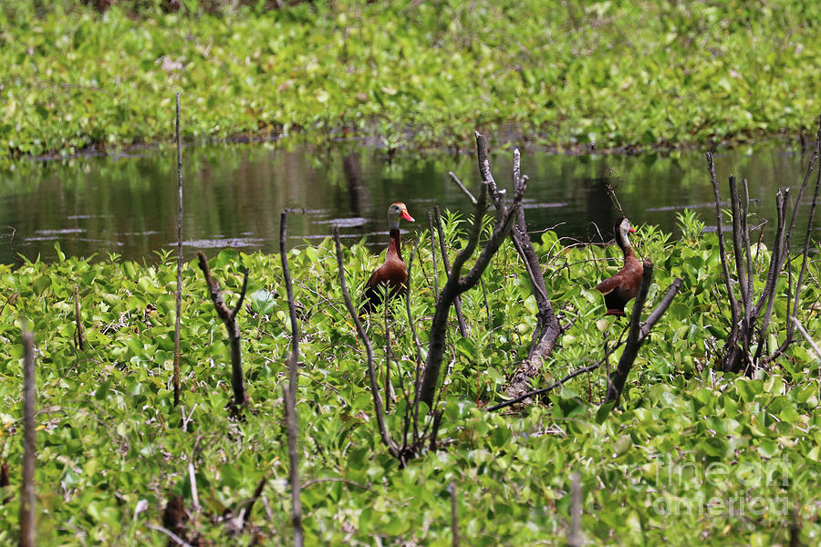 Black-bellied Whistling Ducks  1615 Photograph by Jack Schultz