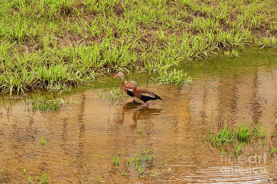 Black Bellied Whistling Ducks Photograph by Bob Phillips
