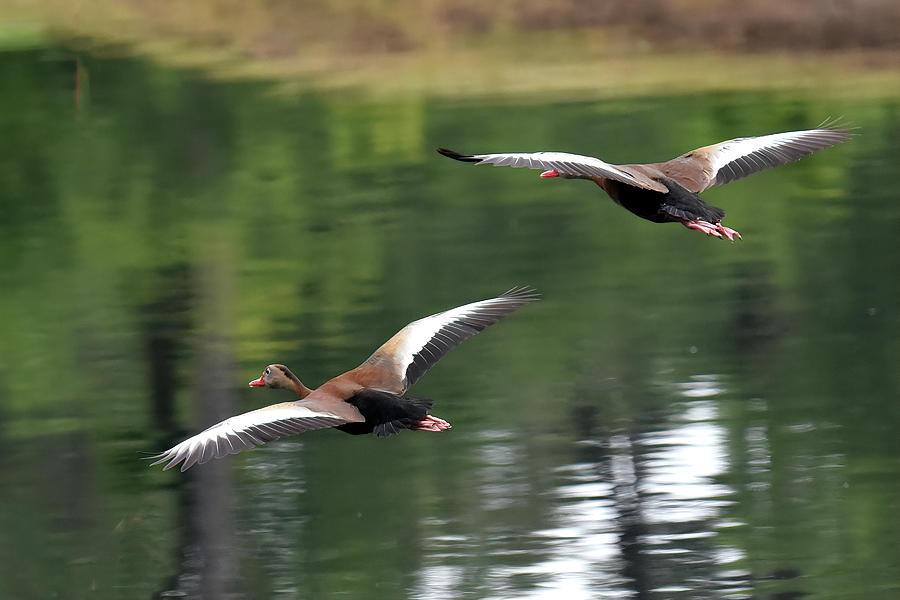 Black Bellied Whistling Ducks Flight Photograph by Jerry Griffin