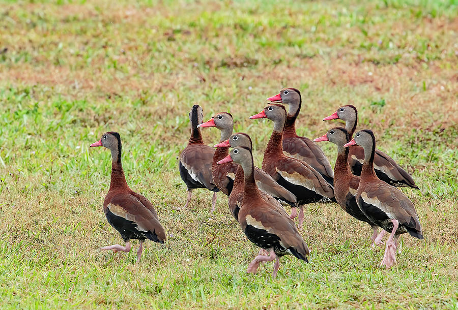 Black Bellied Whistling Ducks Photograph by Gordon Ripley