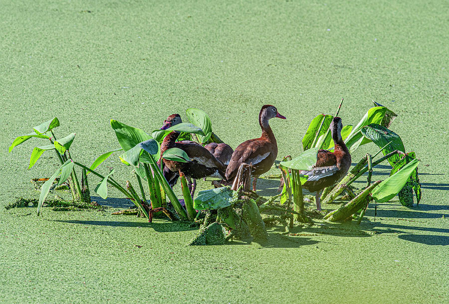 Black Bellied Whistling Ducks Love Algae Photograph by Gordon Ripley