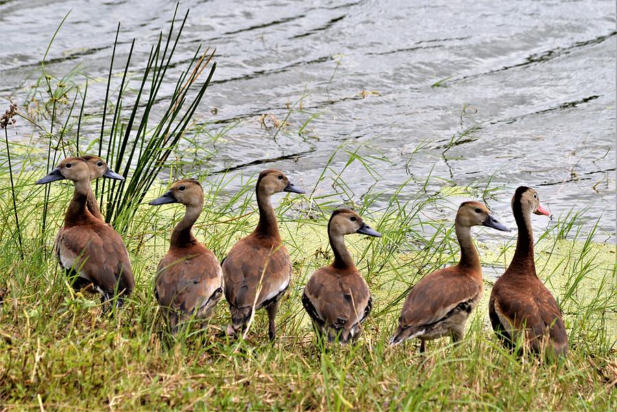 Black Bellied Whistling Ducks Not in a Row Photograph by Warren Thompson