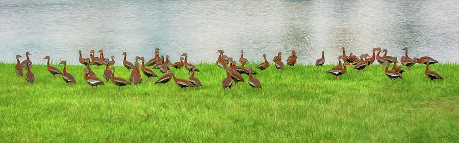 Black-Bellied Whistling Ducks - Painting Panorama Photograph by Mitch Spence