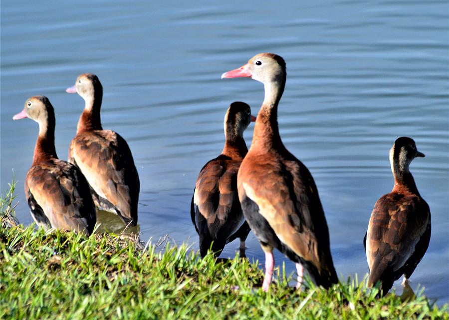 Black Bellied Whistling Ducks Photograph by Warren Thompson